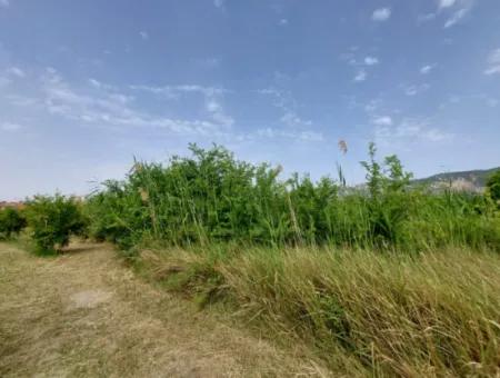 1.500 M2 Detached Field For Sale In Dalyan