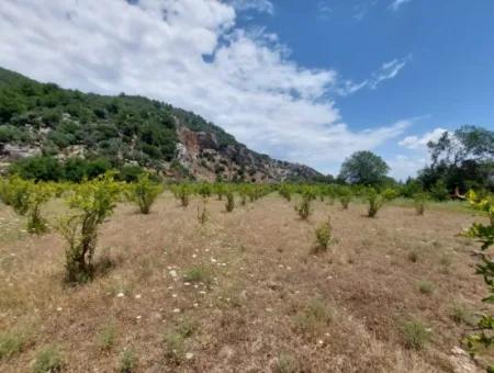 Köyceğiz Çandırda Detached Title Deed 33.800 M2 Field For Sale