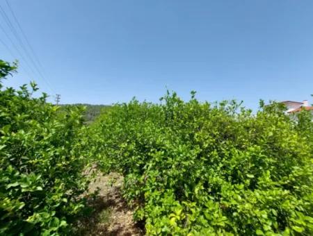 Muğla Ortaca Ekşiliyurtta Residential Zoned Detached 2 000M2 Land For Sale