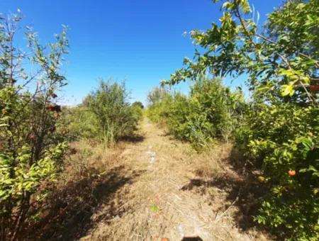 26.200 M2 Village Pasture Zero Bargain Land For Sale In Dalyan