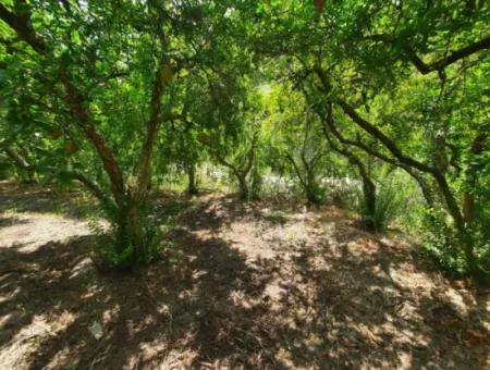 Muğla Dalyanda Mountain Zero, Waterside 10 500 M2 Pomegranate Garden For Sale