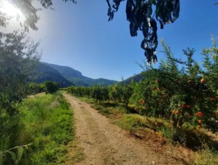 Muğla Dalyanda Well Maintained 35 000 M2 Land For Sale