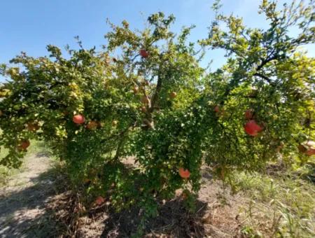 Muğla Dalyanda 5700 M2 Well-Kept Bargain Pomegranate Garden For Sale