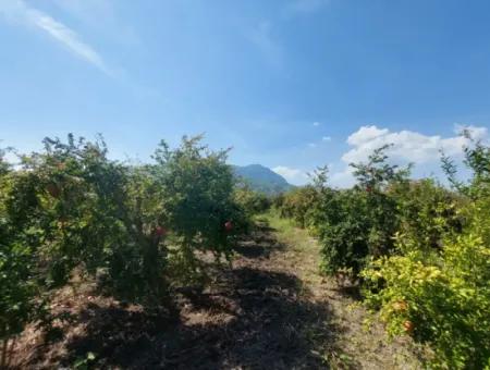 Muğla Dalyanda 5700 M2 Well-Kept Bargain Pomegranate Garden For Sale