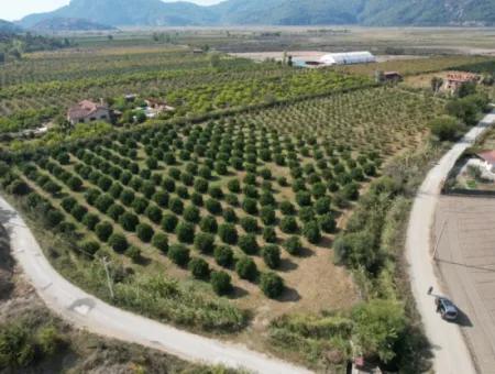 17.000 M2 Detached Pomegranate Garden For Sale In Ortaca Eskiköy