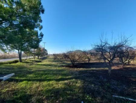 9.000 M2 Pomegranate Garden For Sale In Muğla Ortaca Eskiköy