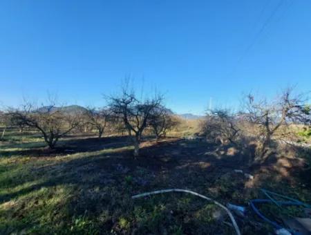 9.000 M2 Pomegranate Garden For Sale In Muğla Ortaca Eskiköy