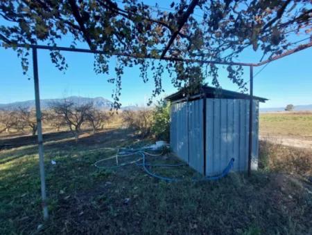 9.000 M2 Pomegranate Garden For Sale In Muğla Ortaca Eskiköy