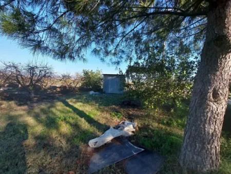 9.000 M2 Pomegranate Garden For Sale In Muğla Ortaca Eskiköy