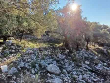 1 650 M2 Olive Grove With Sea View For Sale In Köyceğiz Ekincik