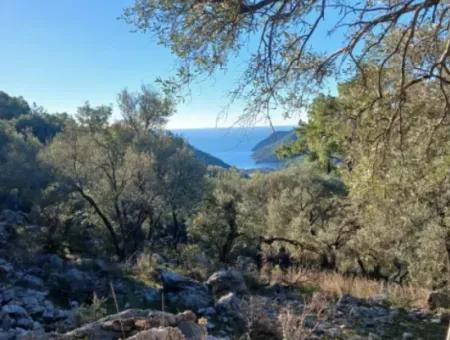 1 650 M2 Olive Grove With Sea View For Sale In Köyceğiz Ekincik