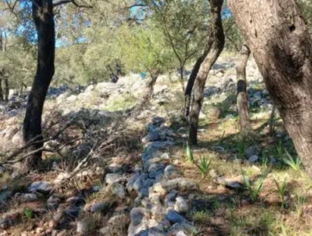 1 650 M2 Olive Grove With Sea View For Sale In Köyceğiz Ekincik