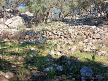 1 650 M2 Olive Grove With Sea View For Sale In Köyceğiz Ekincik