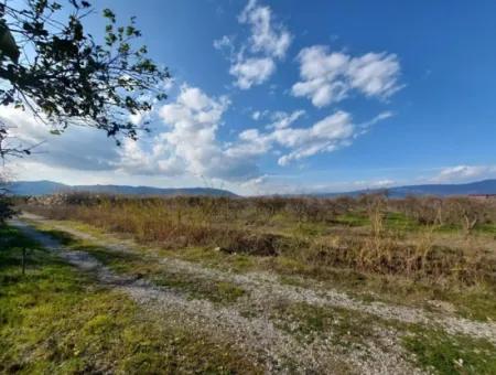 24.800 M2 Investment And Pomegranate Garden Suitable For Agricultural Loan For Sale In Ortaca Tepearası