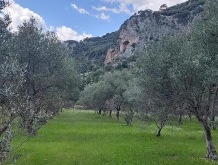 Muğla Köyceğiz Çandırda 3.750 M2 Land For Sale Close To Dalyan Canal