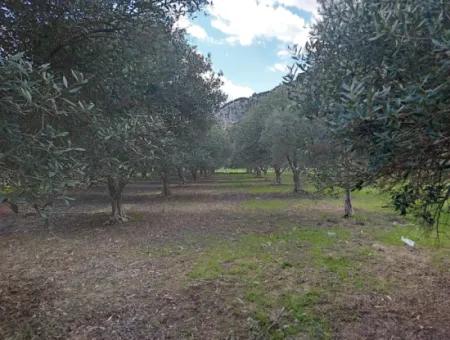 Muğla Köyceğiz Çandırda 3.750 M2 Land For Sale Close To Dalyan Canal