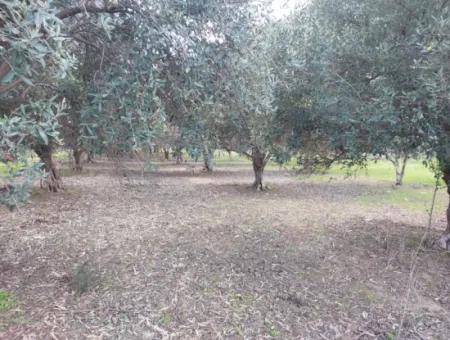 Muğla Köyceğiz Çandırda 3.750 M2 Land For Sale Close To Dalyan Canal