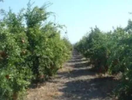 Ortaca, Mergenlide Detached 8.780 M2 Pomegranate Garden For Sale