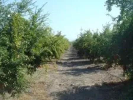 Ortaca, Mergenlide Detached 8.780 M2 Pomegranate Garden For Sale