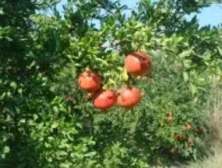 Ortaca, Mergenlide Detached 8.780 M2 Pomegranate Garden For Sale