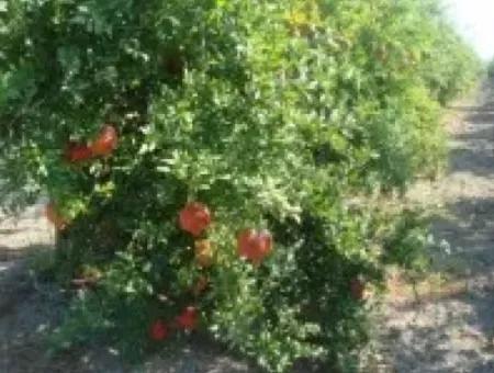 Ortaca, Mergenlide Detached 8.780 M2 Pomegranate Garden For Sale