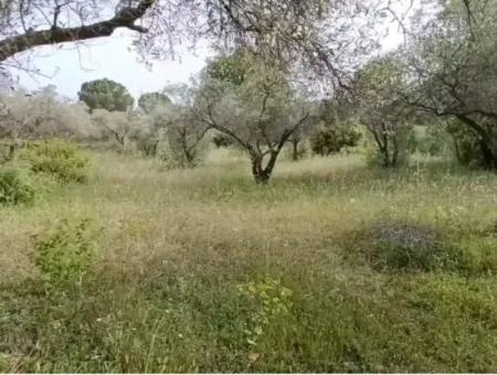 1228 M2 Land And Kargir House For Sale In Muğla Menteşe Yaraş, Village In Village.   