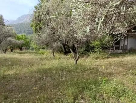 1228 M2 Land And Kargir House For Sale In Muğla Menteşe Yaraş, Village In Village.   