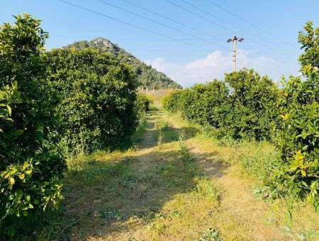 830 M2 Plot For Sale Bargain In Dalyan