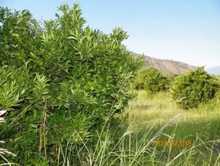 Citrus Garden For Sale In Köyceğiz Dogusbelen Bargain