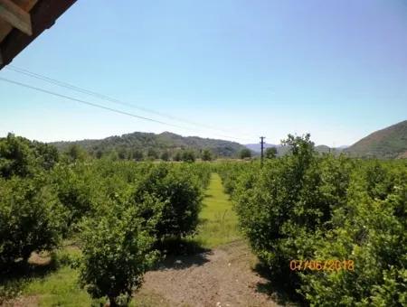 Lemon Garden For Sale In Dalaman Muğla Native Tasliburun 5 330 M2