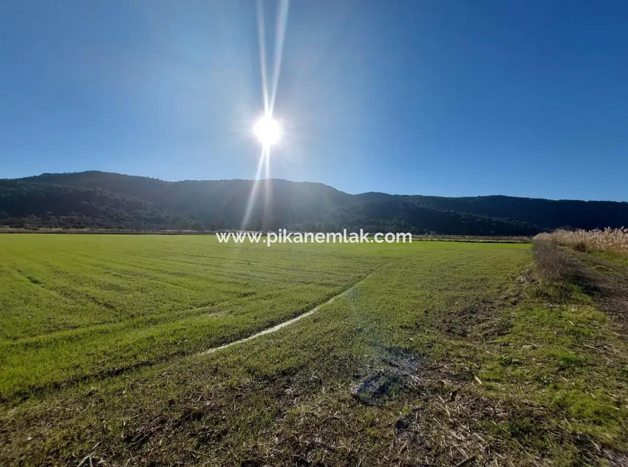 Ortaca Güzelyurtta Yatırıma Uygun 19.000 M2 Kepir Verimli Arazi Satılık