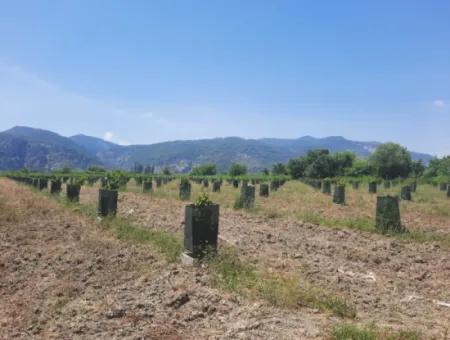 Muğla Güzelyurtta Satılık 40.000 M2  Avokado Bahçesi