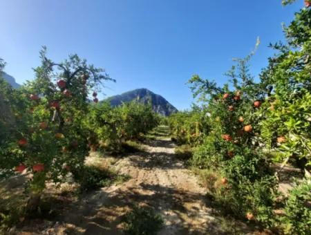 Muğla Dalyanda Bakımlı 35 000 M2 Arazi Satılık