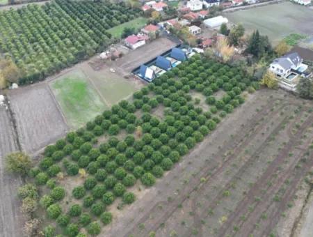 Ortaca Okçularda Yatırıma Uygun İmar Planı İçinde 9750  M2 Arazi Satılık