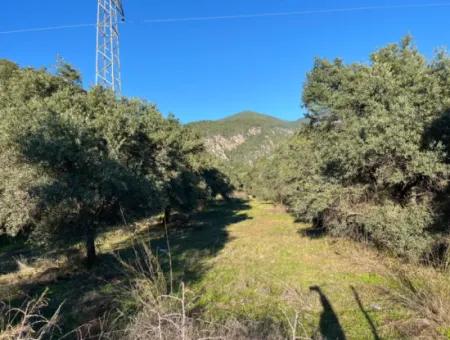 Muğla, Köyceğiz, Ekincikte Yatırma Uygun 3.300 M2 Arazi Satılık