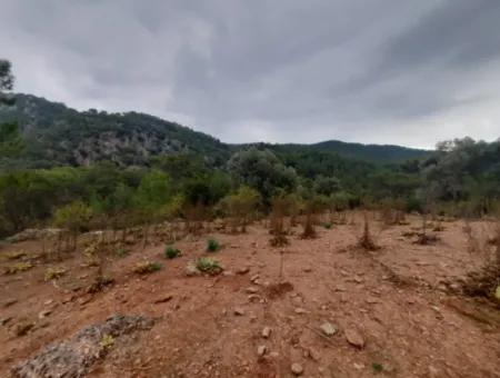 Muğla Dalyan Gökbelde Doğa İçinde 24.000 M2 Müstakil Arazi Satılık