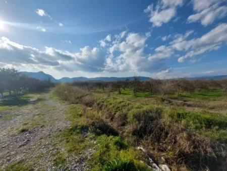 Ortaca Tepearasında  24.800 M2 Yatırım Ve Zirayi Krediye Uygun Nar Bahçesi Satılık